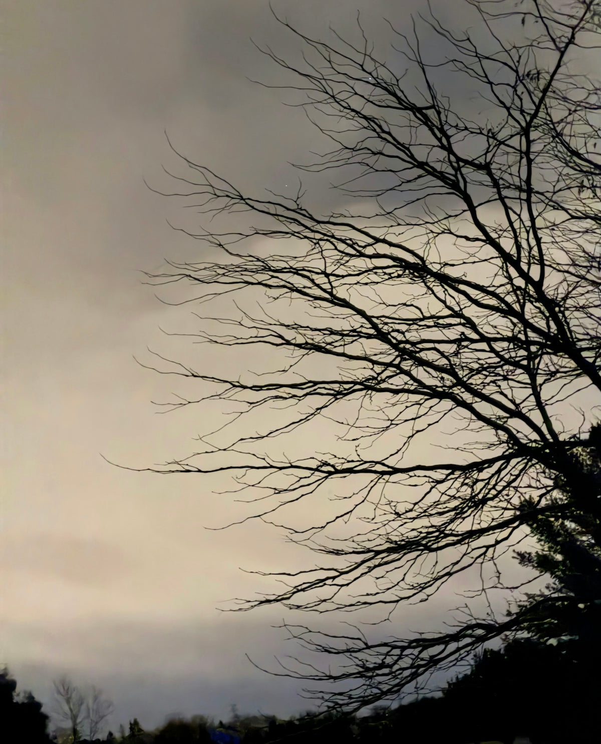 Bare tree branches against a cloudy sky